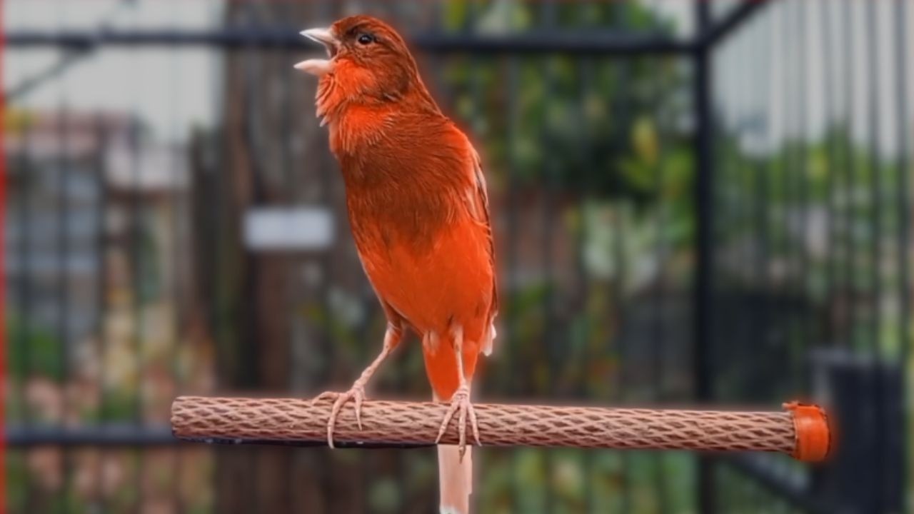 Canção de Canário Belga para Treinar Canários Jovens e Silenciosos a Cantar Diretamente |901