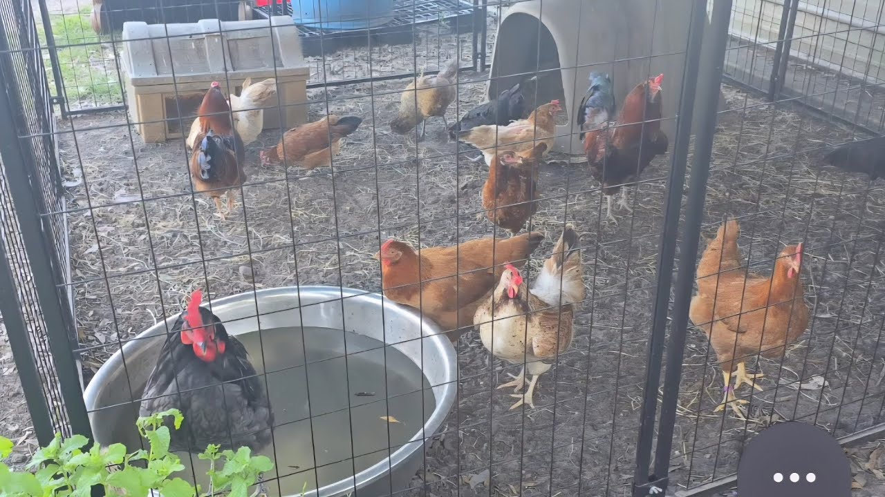 Poultry Farm #Jacksonville  Florida# Full Tour