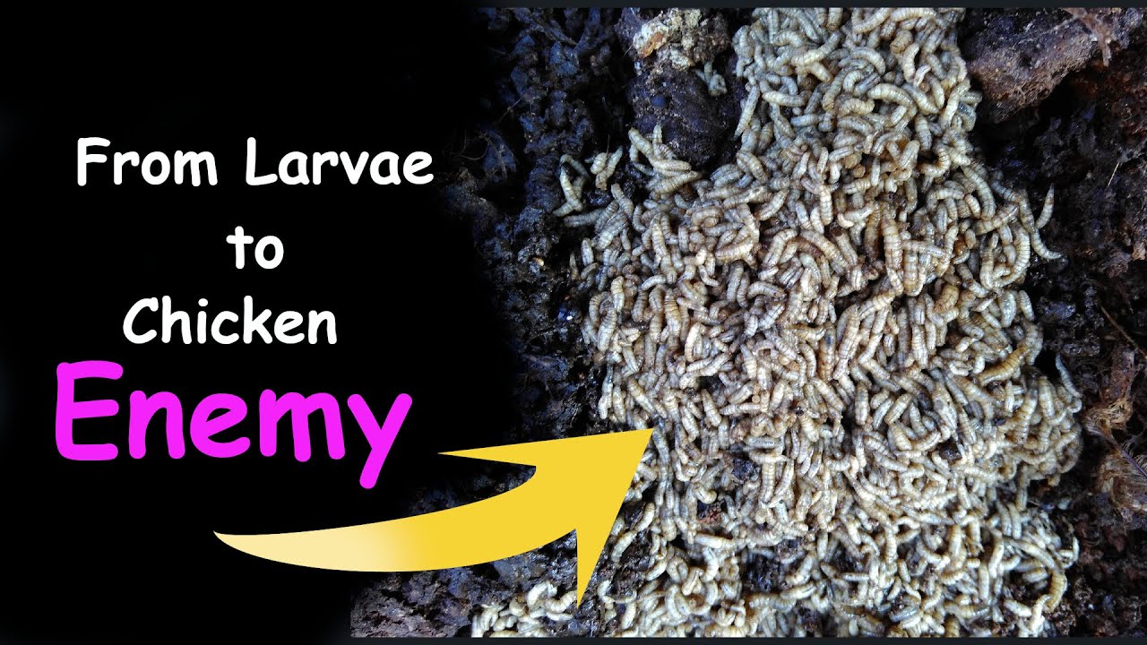 WET CHICKEN MANURE & How to Control Fly in Poultry Farm and Poultry Disease