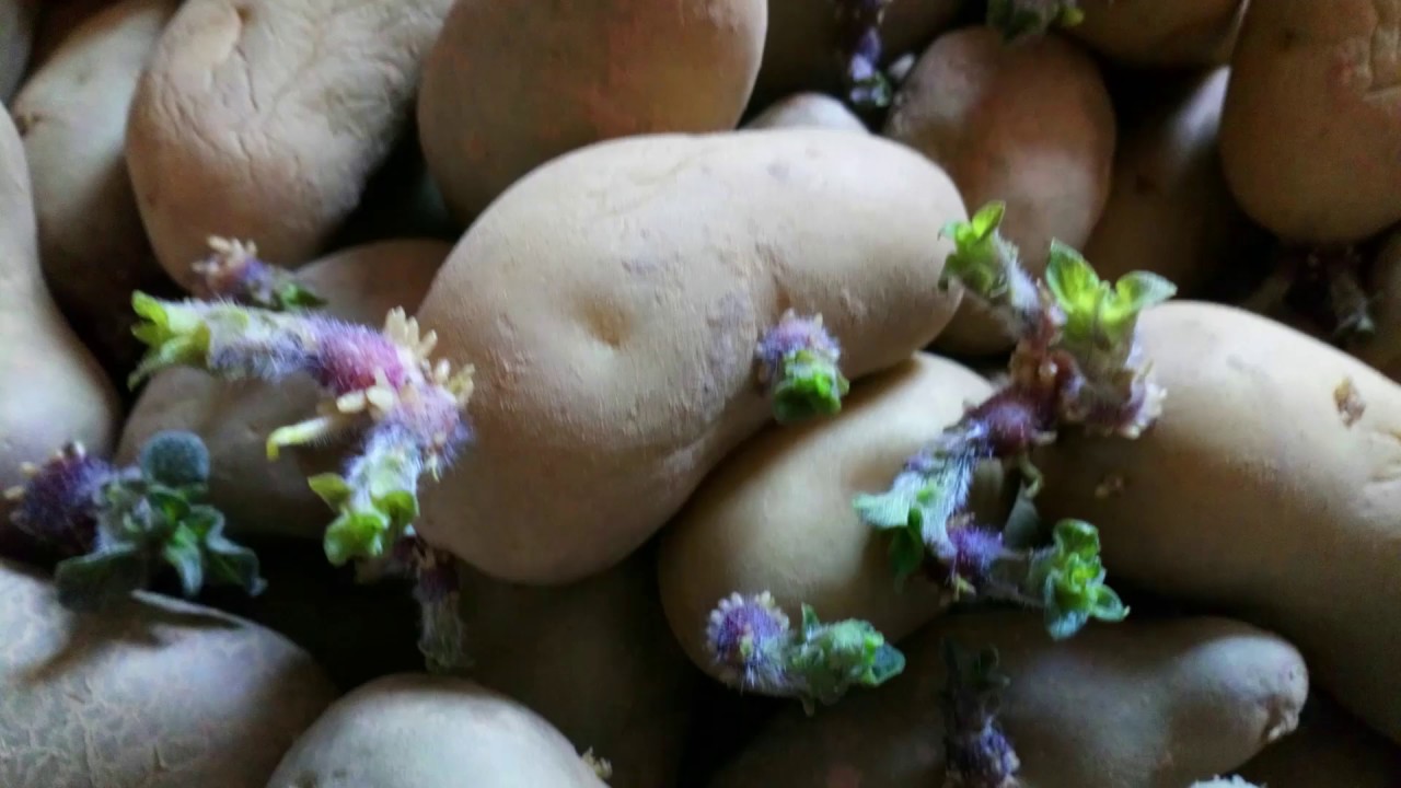 le 21/03/2020:     Comment on  plante nos pomme de terre,avec un buttoir ?