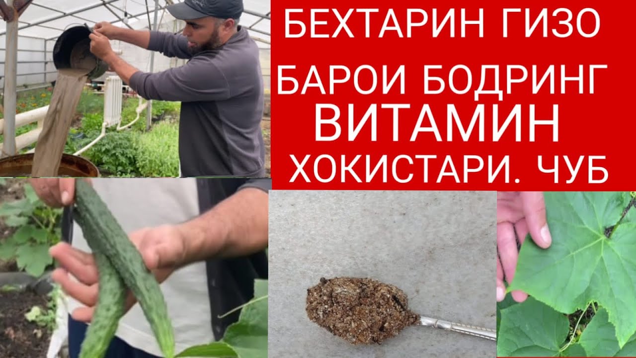 ХОКИСТАР  БЕХТАРИН ГИЗО БАРОИ БОДРИНГ!!!