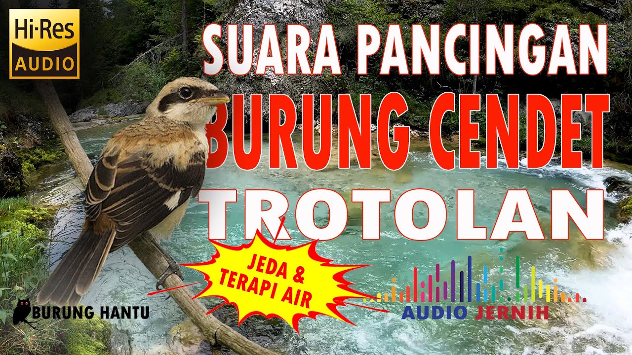 Pancingan Dan Terapi Cendet Terotol Agar Mau Bunyi Ngeriwik