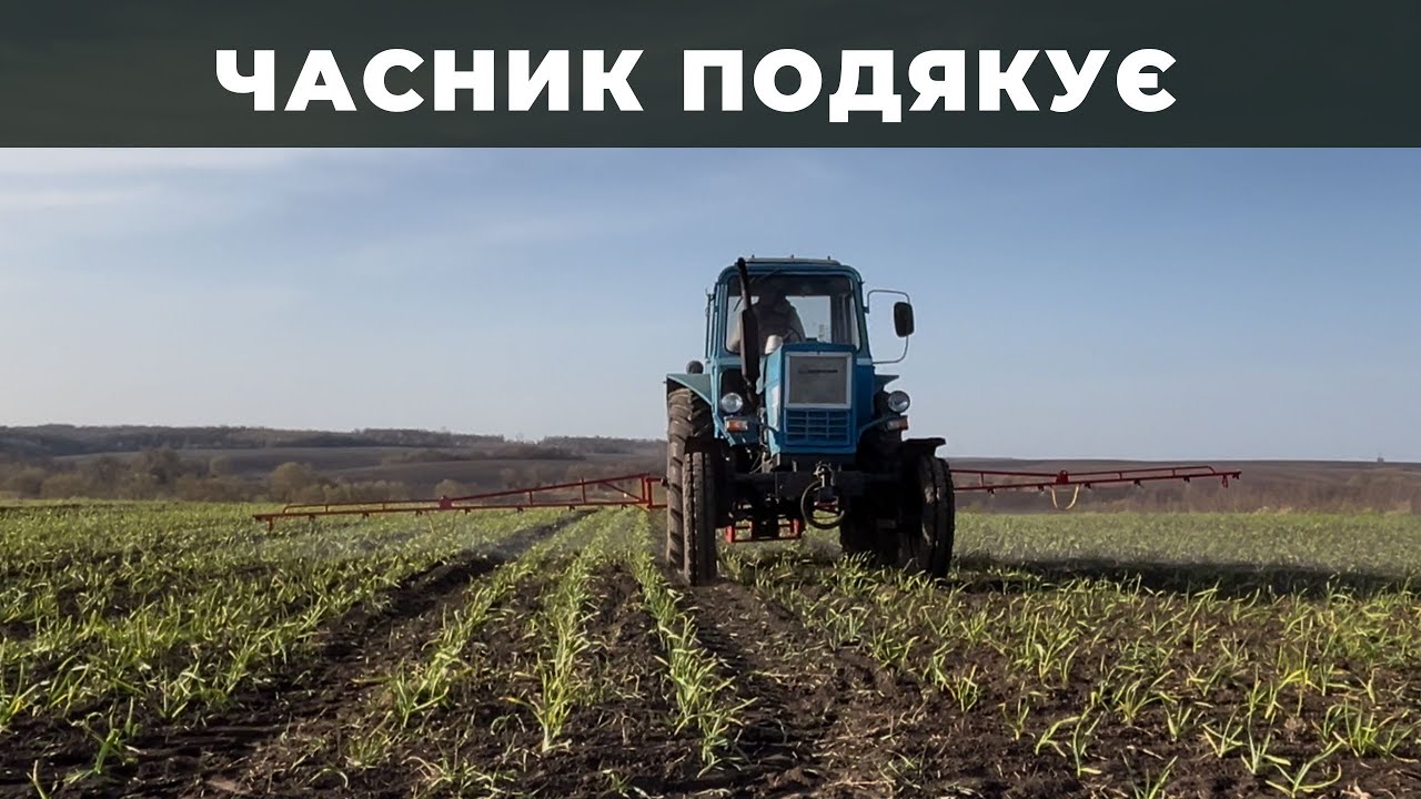 НАЙКРАЩЕ РІШЕННЯ ВІД ПОЖОВТІННЯ ЧАСНИКУ. ОБРОБКА ЧАСНИКУ ПІСЛЯ МОРОЗІВ