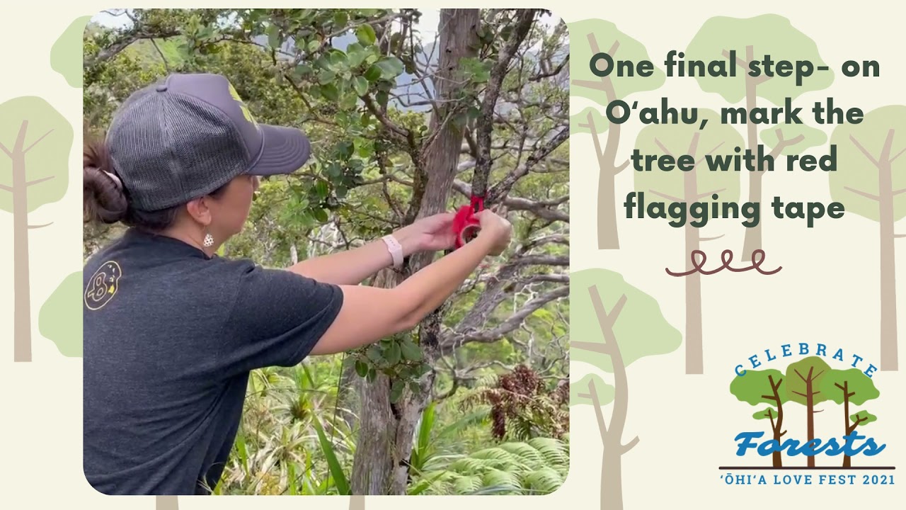 2021 ʻŌhiʻa Love Fest - Seed Collecting Video
