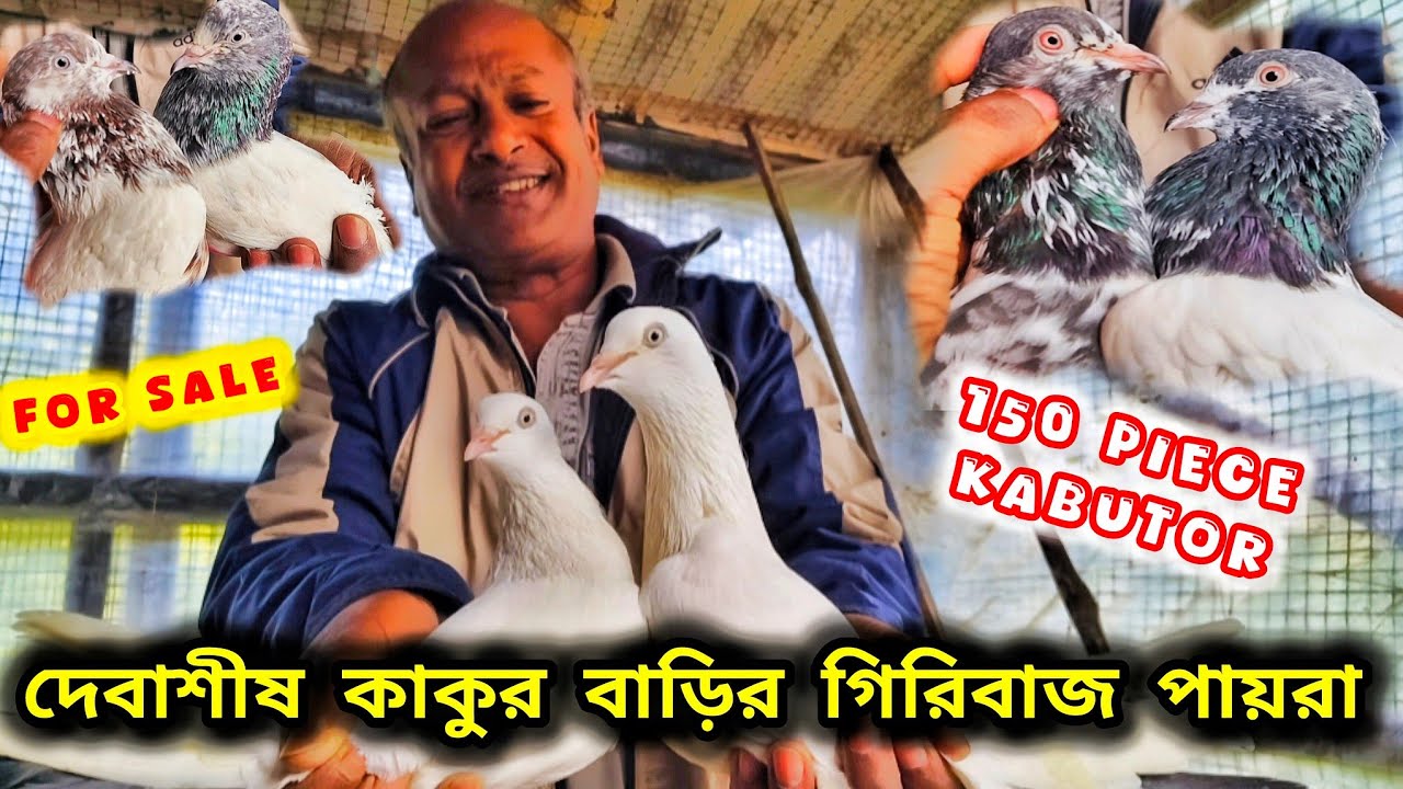 দেবাশীষ কাকুর বাড়ির পুরাতন গিরিবাজ পায়রা। পায়রা নিজে তৈরী করে উড়ান।PART-2।@pigeonsloverrj9600