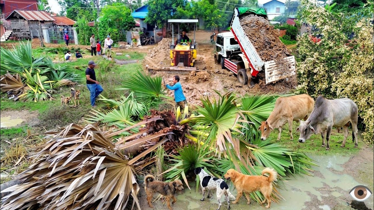 Amazing New Cut Palm Tree And Complete Project! Bulldozer Pushing Dirt & Dump Truck Unloading Soil