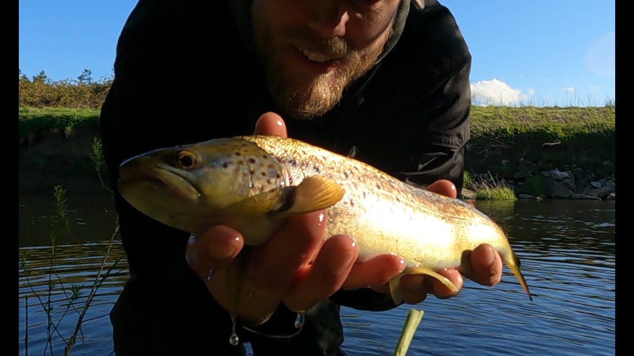 Good Day!!! Wild Brown Trout Lure Fishing UK River