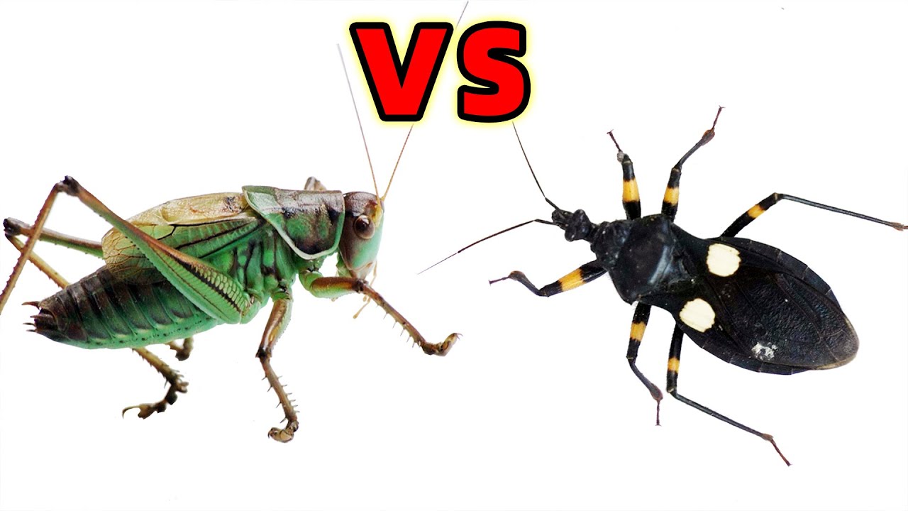 Ferocious Grasshopper VS Assassin bug, See who is stronger?