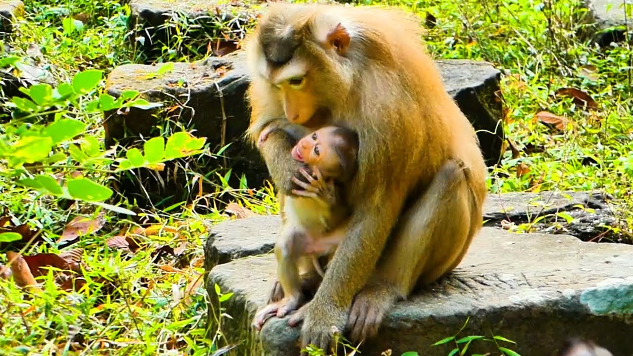 Baby Rina cried, upset, when Mom Rose pulled out of milk. Rose strictly disciplined milk.🐒💞