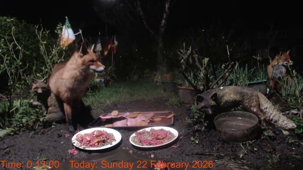 Foxheaven Dublin Ireland Livestream