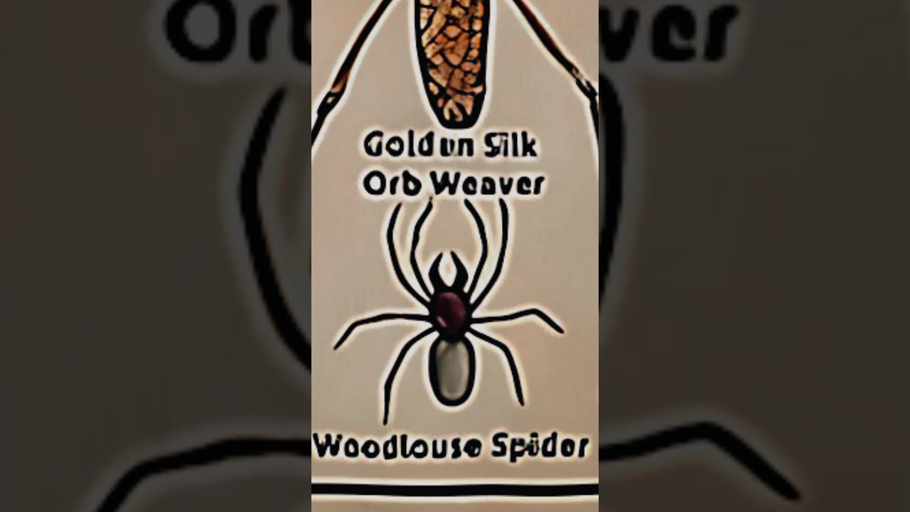 TYPES OF SPIDERS|PART-18|WOODLOUSE SPIDER|