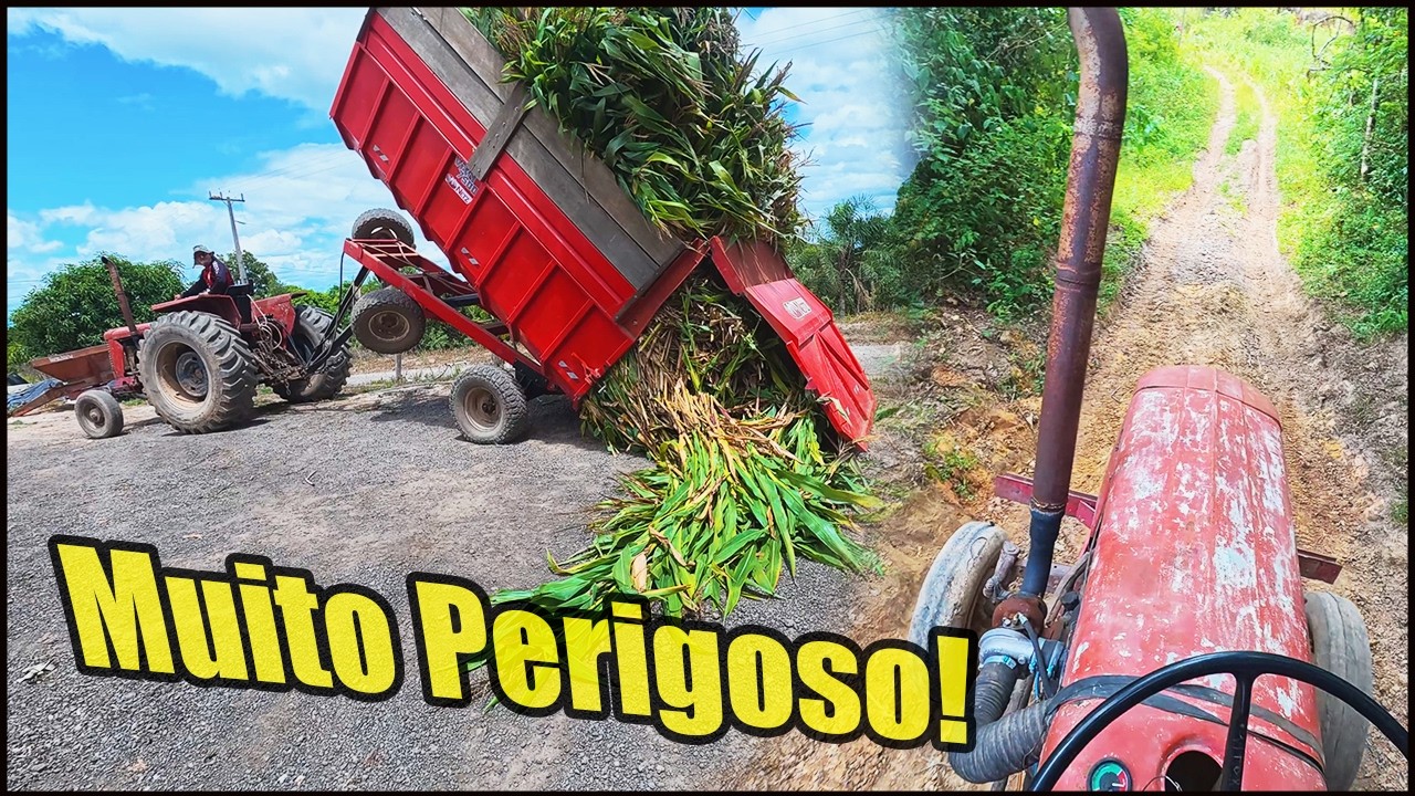 TRATOR DISPAROU NA DESCIDA CARRETA MUITO PESADA! O MASSEY FERGUSON 85 FOI VALENTE! PERIGO GRANDE!