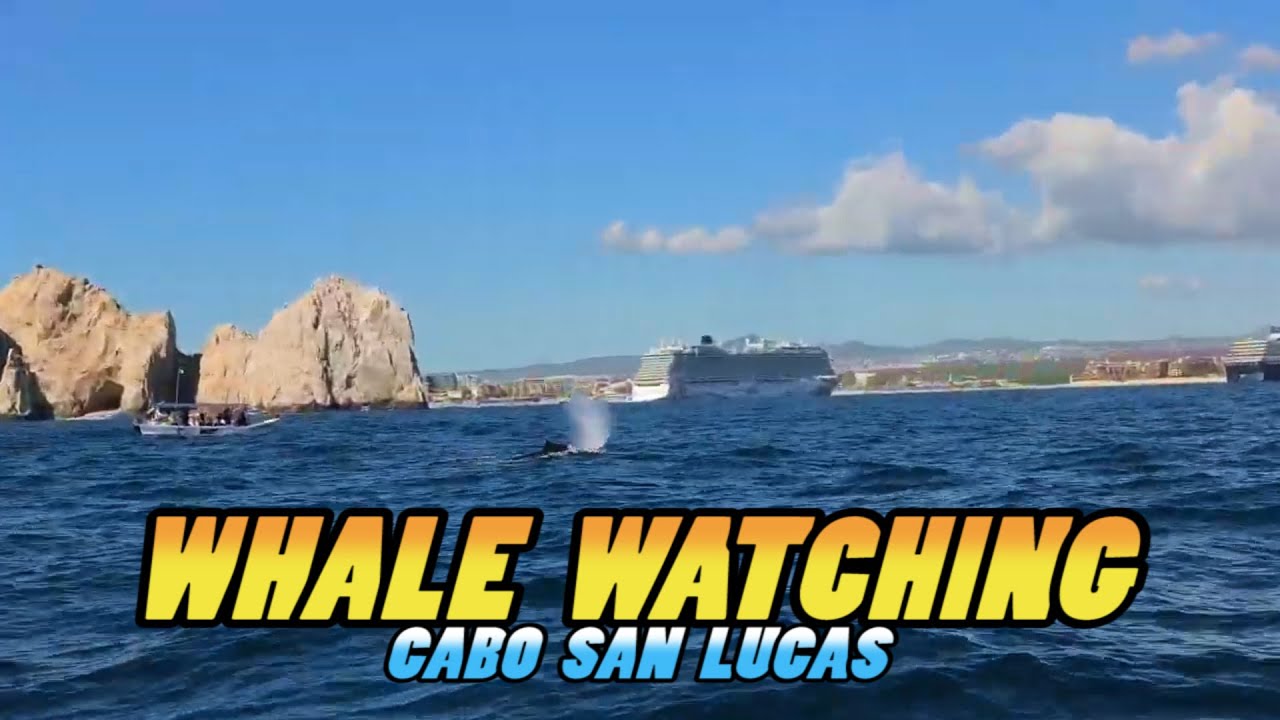 WHALE WATCHING - Cabo San Lucas - Mexico (4k)