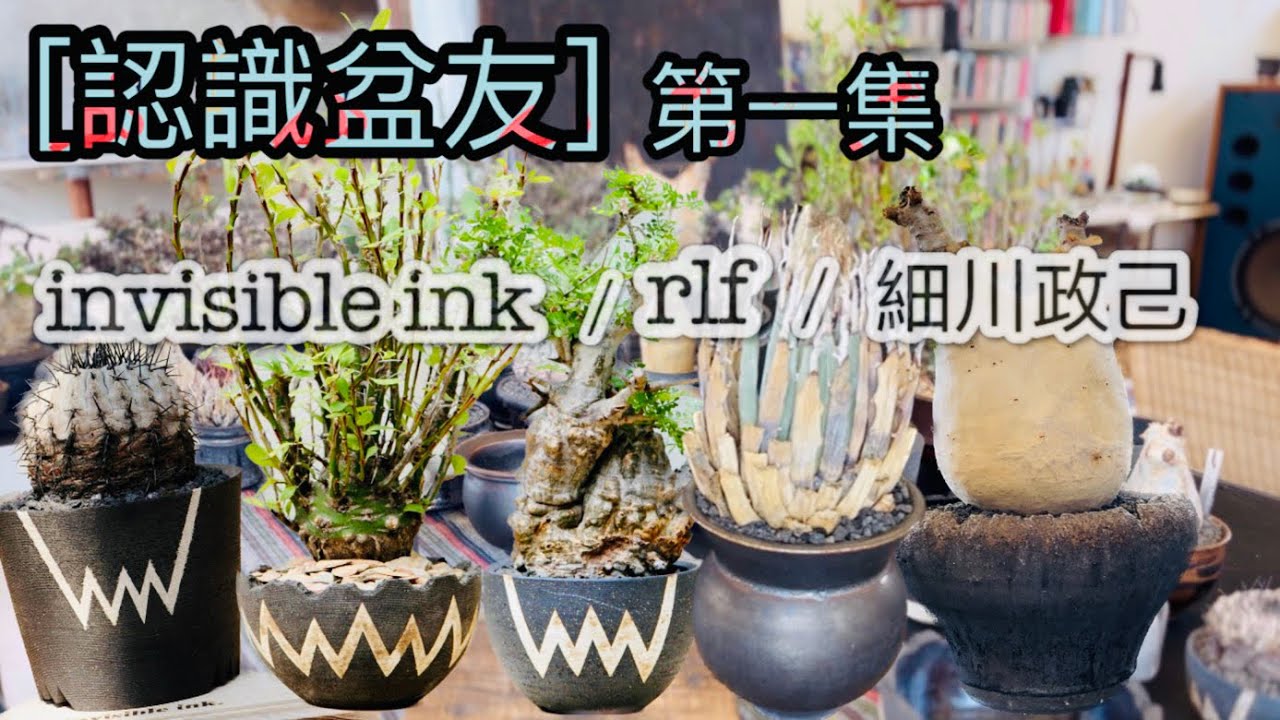 ［認識盆友］第一集：”淺談”三款日本高人氣盆！「raw life factory 」「invisible ink. 」「細川政己」塊根植物/龍舌蘭/象足漆樹/象牙宮