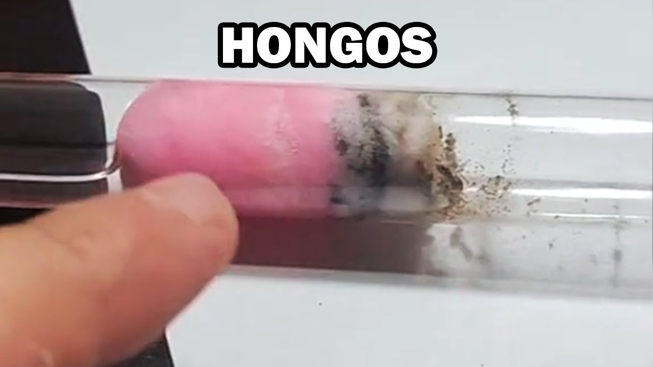 Mudanza de emergencia - Hormigas con hongos🔴