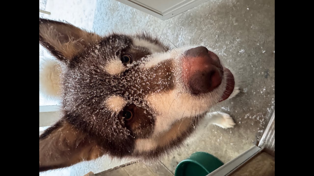 LIVE  ‼️Winter Storm‼️ Sled Dogs Weather Report #live #snow #dog