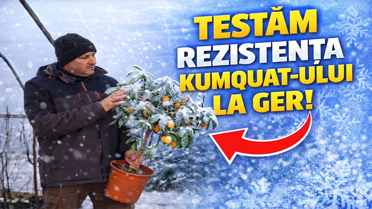 Testăm rezistența kumquatu-lui la ger – până la ce temperatură rezistă?