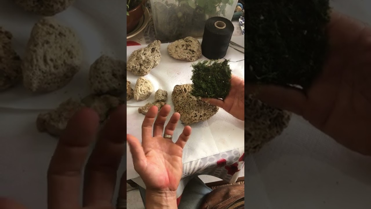 DIY Terrarium Paludarium step 1: attaching Phoenix moss to tufa