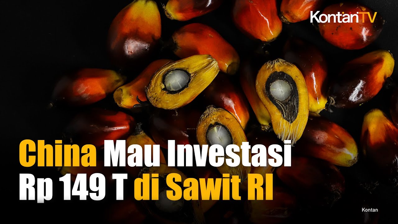 China Mau Investasi Rp 149 T di Sawit RI | KONTAN News