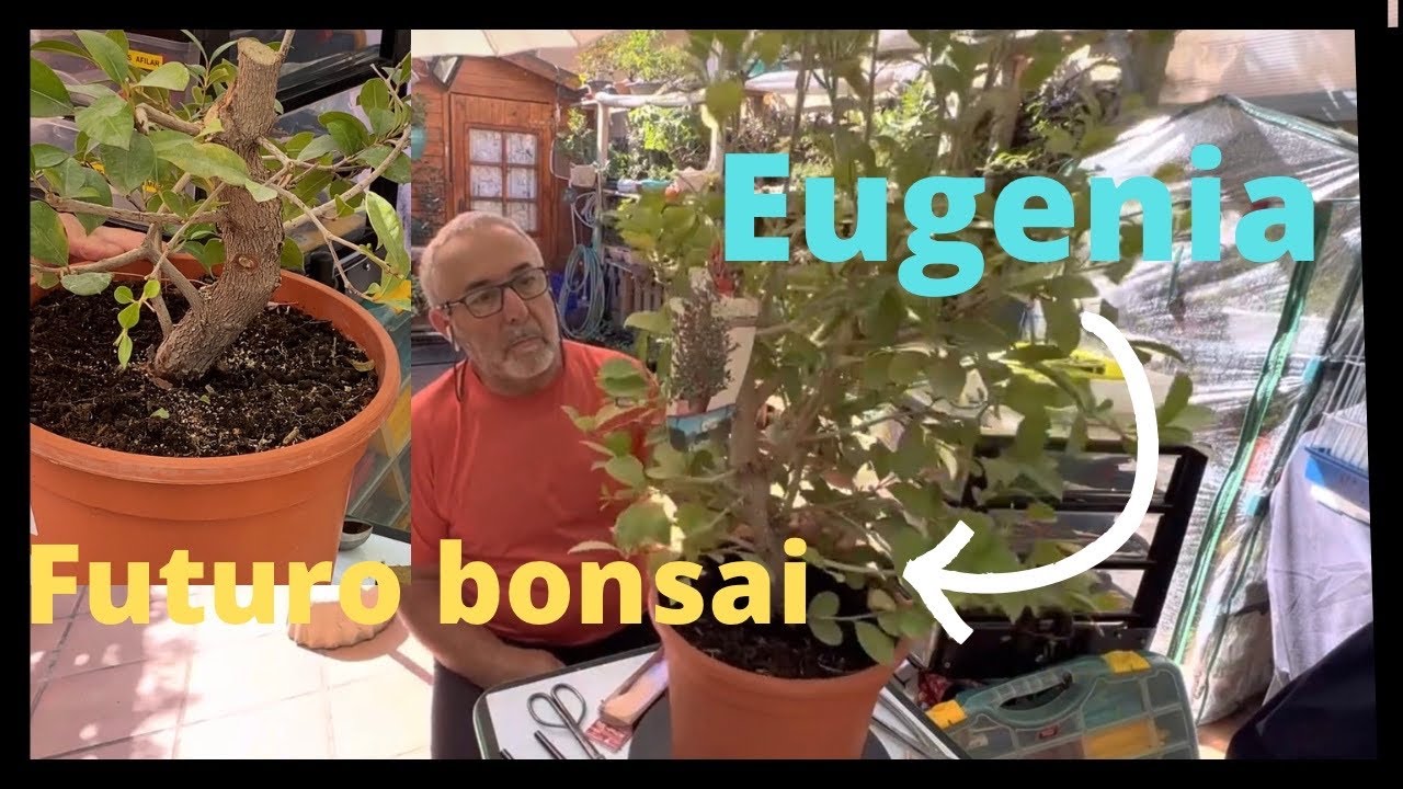 🌱  Eugenia uniflora de vivero con tronco grueso (futuro bonsai)