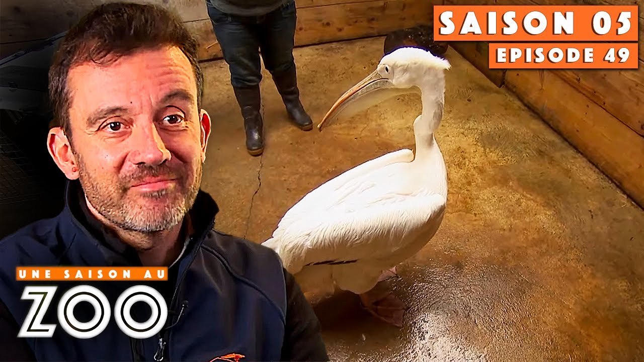 Ce Pélican gravement blessé revient de la Clinique ! | S05E49 | Intégrale | Une saison au zoo