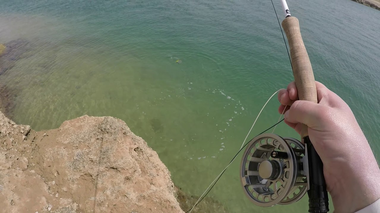 Fly Fishing Abu Dhabi - Two bar seabream