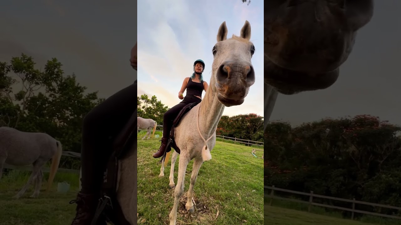 Bridleless riding my green broken clicker trained horse 