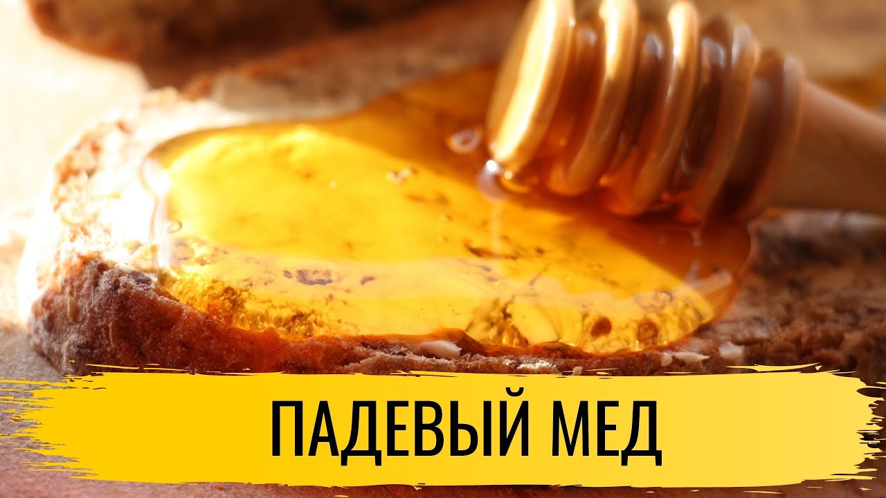 Мед. Падевый мед