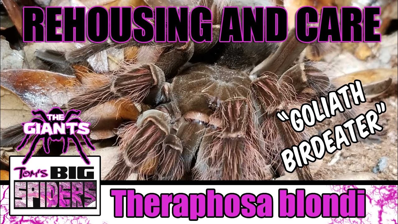 Theraphosa Blondi - 