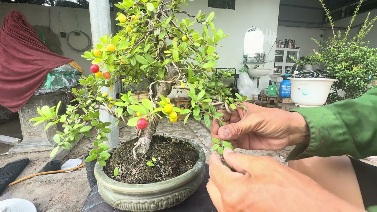 Hải châu mi ni cho trái @