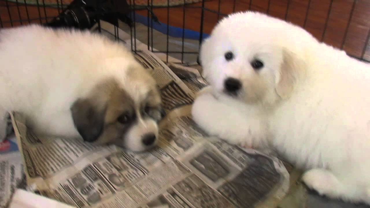 Jayhawk Great Pyrenees 2014: 6 week old males.