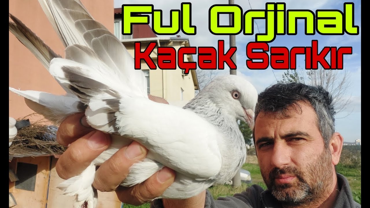 Ful Orjinal, Motor Gibi, Kaçak Sarıkır Yakaladım