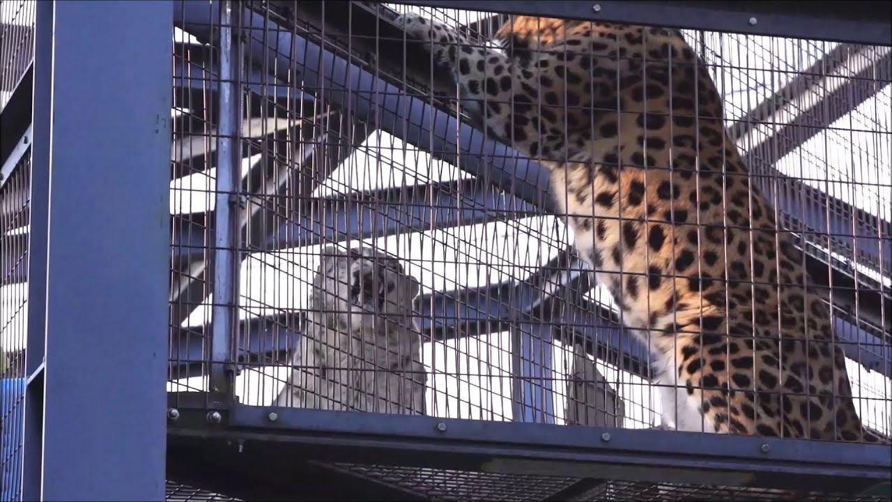 「あんた、あっち行きなさいよ！」？（旭山動物園　ユキヒョウのユーリ）#snowleopard #leopard #bigcat
