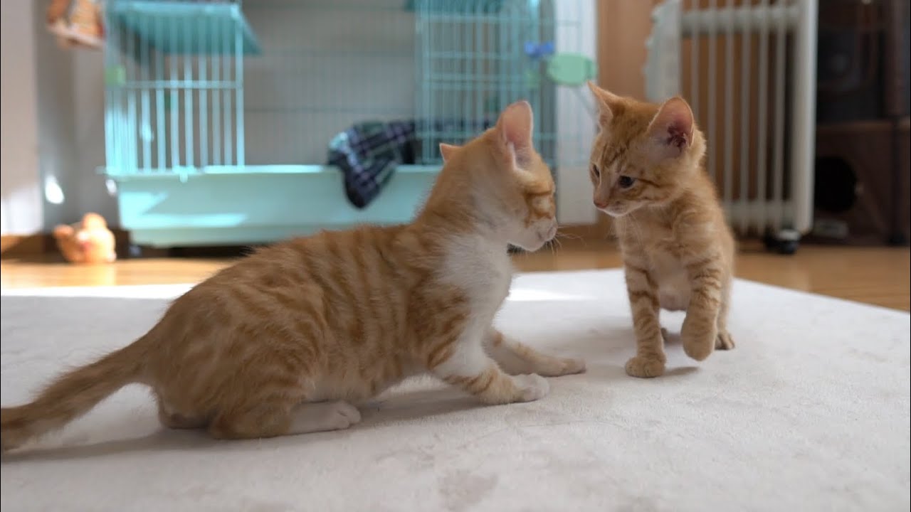 兄弟喧嘩の最中に可愛い声で言い合いをする子猫たち