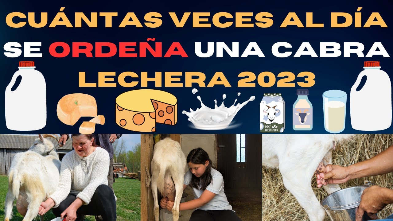 &iexcl;Las 10 RAZAS DE CABRAS LECHERAS m&aacute;s deseables hoy!