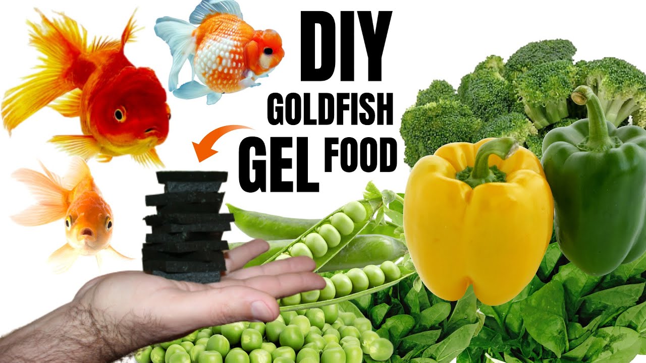 HOW TO DIY GOLDFISH GEL FOOD | Easy, cheap and delicious...