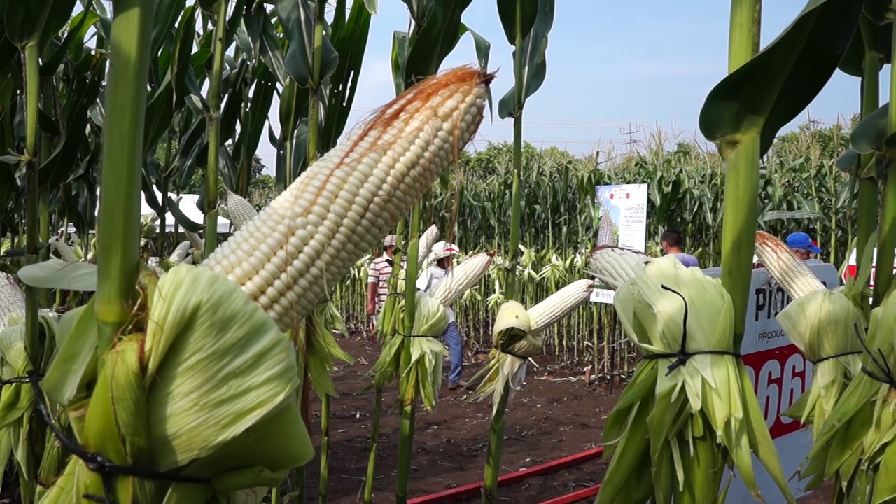 Día de campo con agricultores en El Salvador Maíz Dupont Pioneer