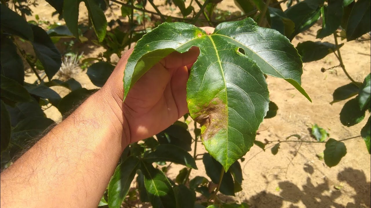 bactéria no maracujá como combater