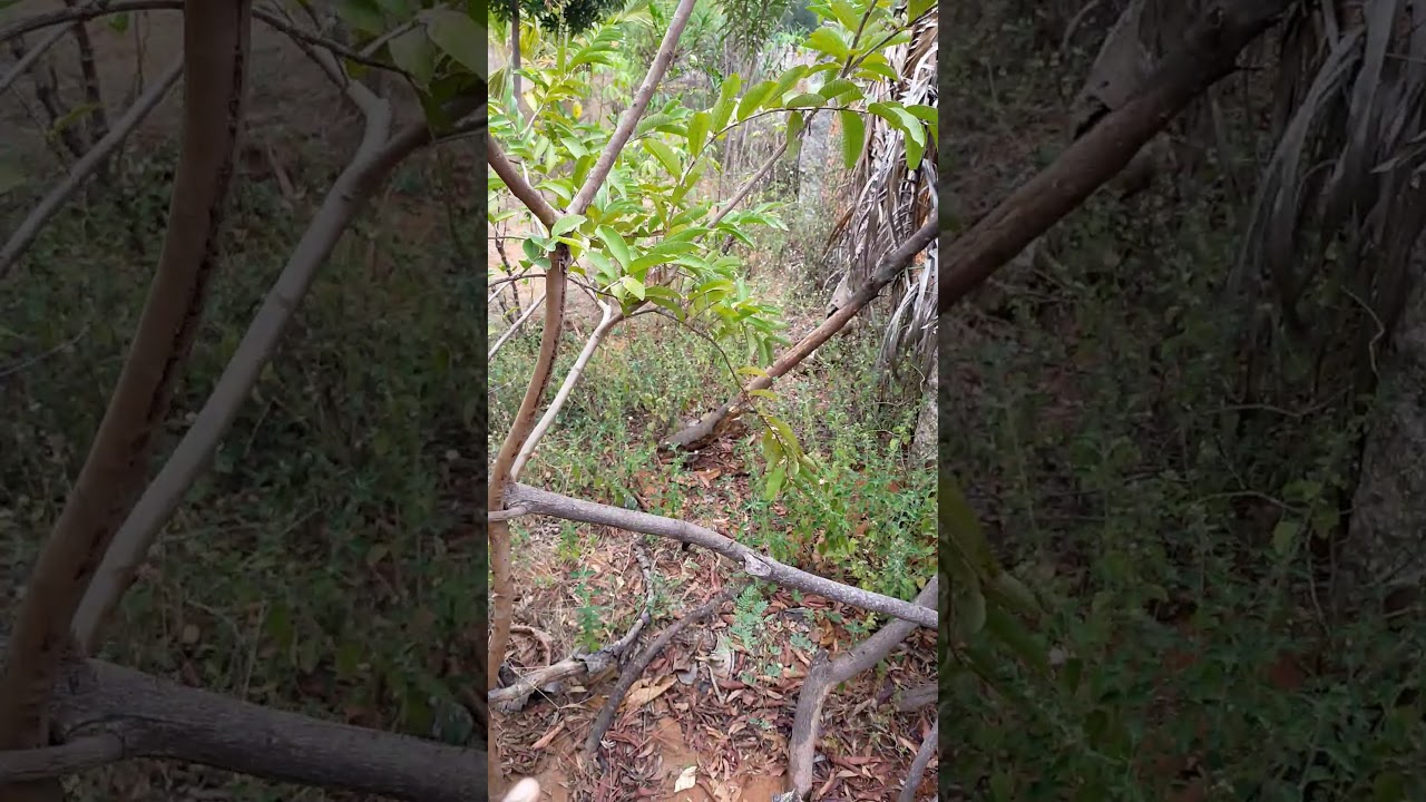 ottu koyya maram ஒட்டு கொய்யா மரம்