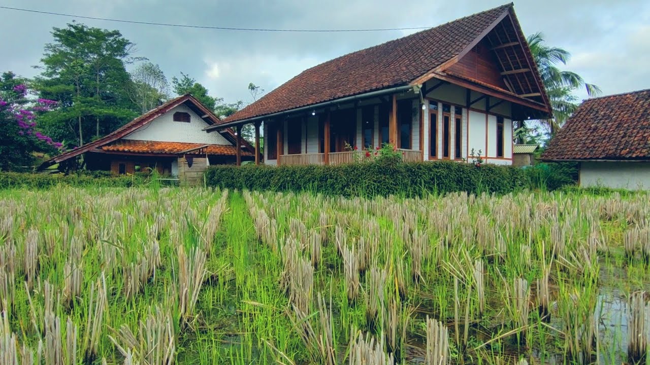 SUPER BETAH 😍 SUASANA PAGI DI KAMPUNG YANG SUPER INDAH DAN SEJUK 🌿