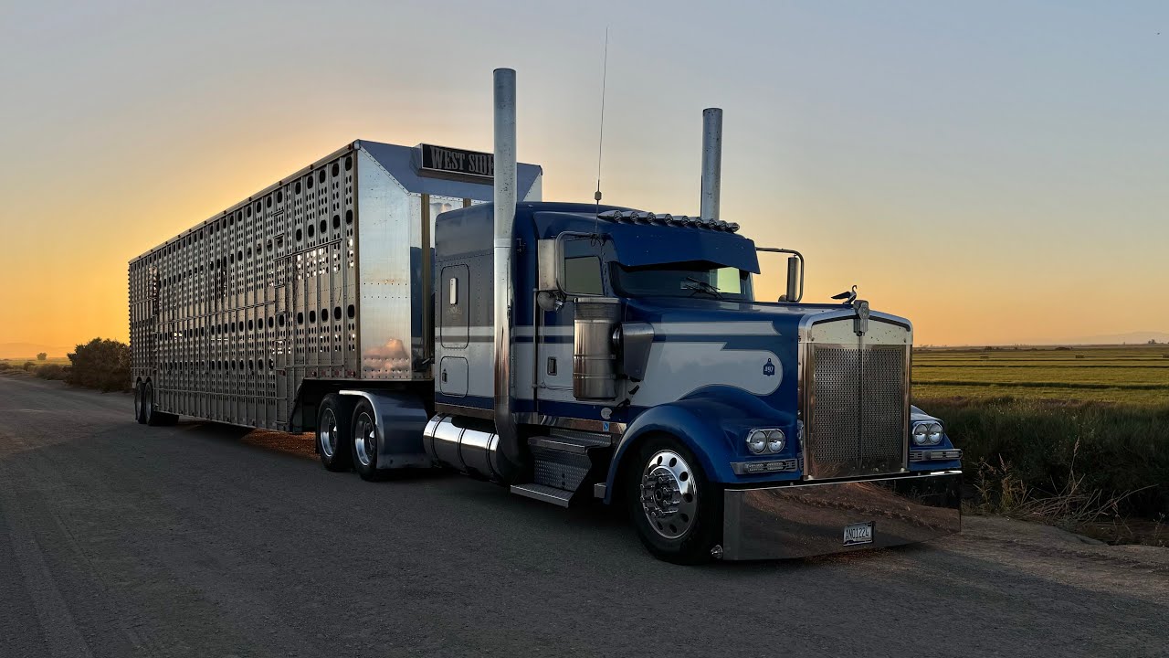 Acarreando vacas KENWORTH W900 GARY #truck 