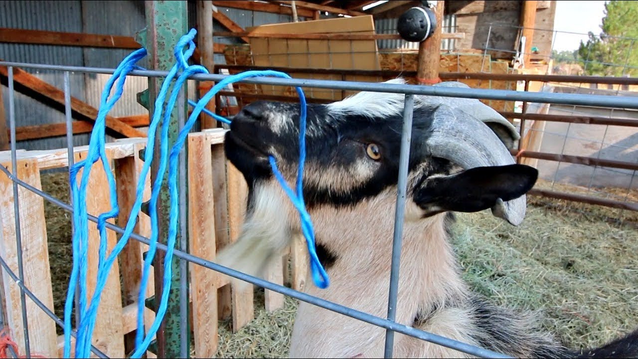Old Tires For Grazing Goats?