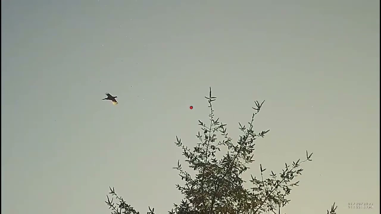 Pheasant and Partridge shooting with Shotkam