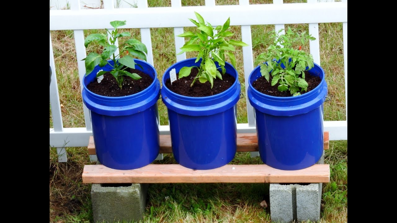 GroBucket Self Watering Planter Review And Grow