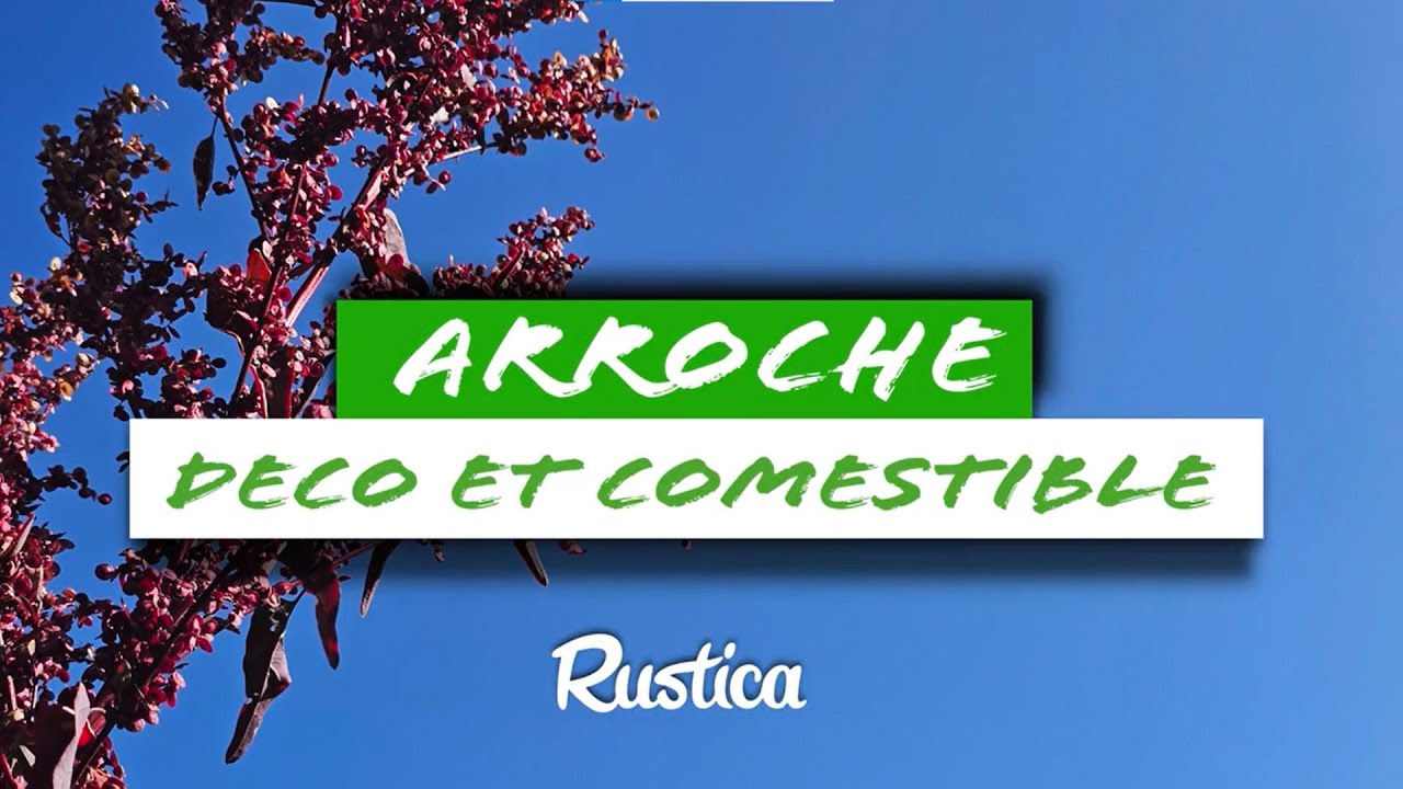 L'arroche : Bon &agrave; manger et pour d&eacute;corer !