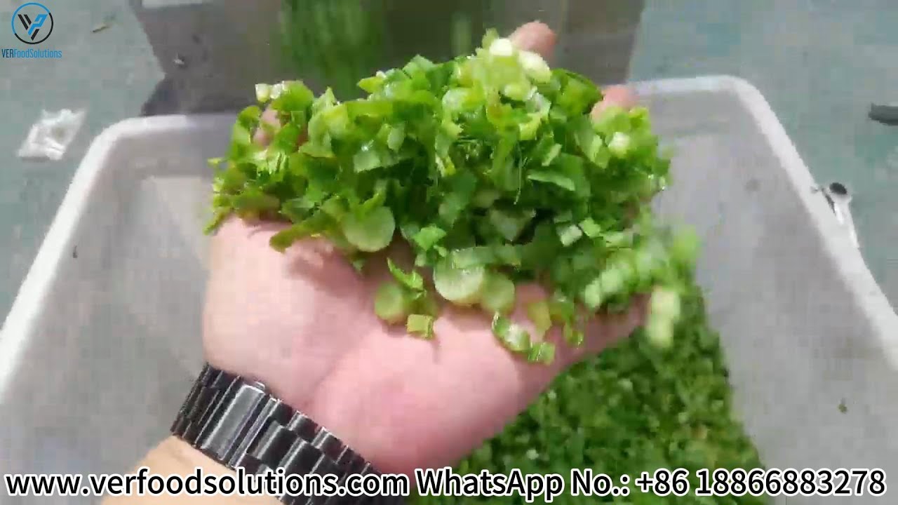 VERFOODSOLUTIONS Leafy Vegetable Cutting Machine Test Before Delivery to American Customer