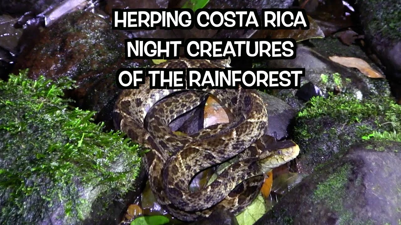 Herping Costa Rica; Night Creatures Of The Rainforest