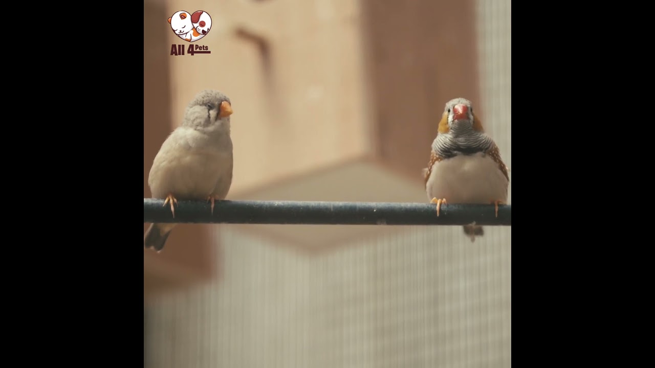 Two Birds On a Wire | All 4 Pets | 4K | Ultra HD
