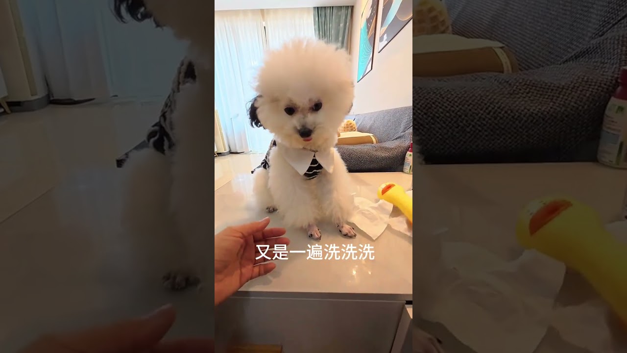 Adorable Puppy Needs Daily Care: Your Ultimate Guide to Doggy Grooming