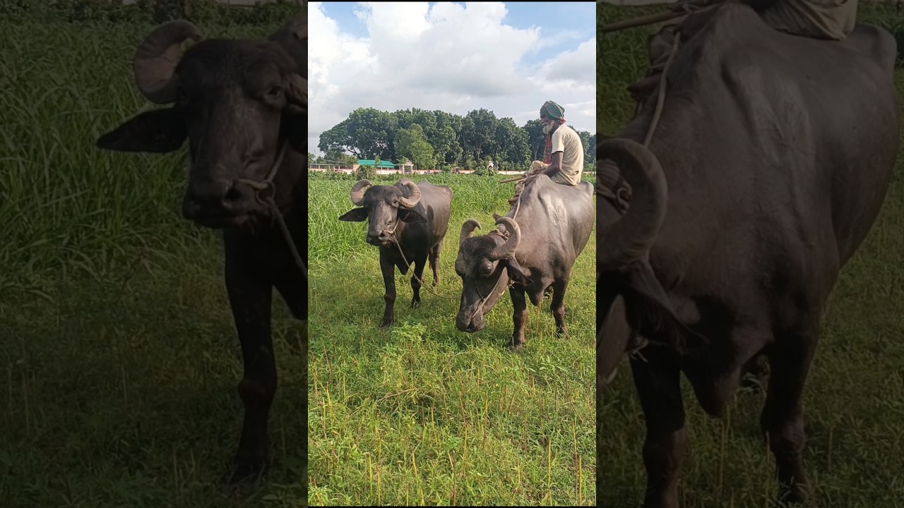 This is how I feed buffaloes fresh food #buffalo #food